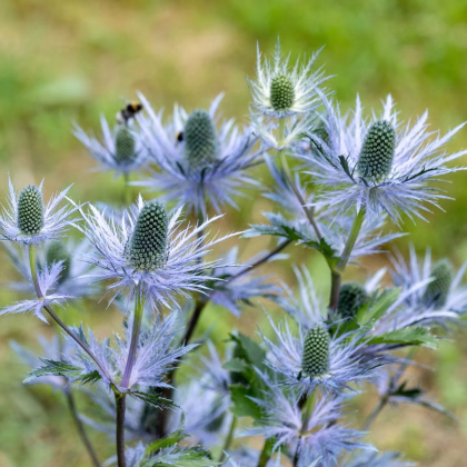 Kotúč alpínsky - Eryngium Alpinum - voľnokorenná sadenica kotúča - 1 ks