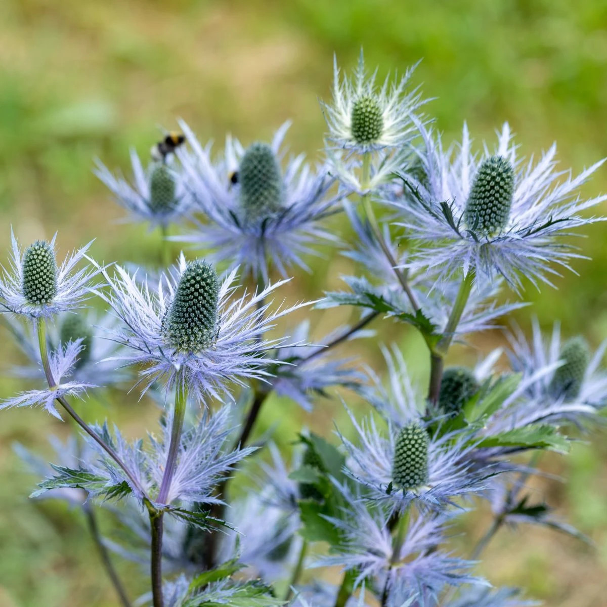 Kotúč alpínsky - Eryngium Alpinum - voľnokorenná sadenica kotúča - 1 ks
