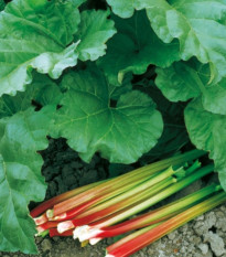 Rebarbora Victoria - Rheum rhabarbarum - voľnokorenná sadenica rebarbory ​​- 1 ks