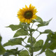 Slnečnica Mongolian Giant - Helianthus annuus - osivo slnečnice - 15 ks