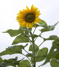 Slnečnica Mongolian Giant - Helianthus annuus - osivo slnečnice - 15 ks