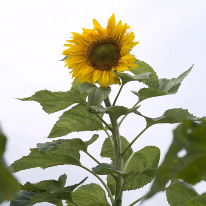 Slnečnica mongolská - Helianthus annuus - osivo slnečnice - 15 ks