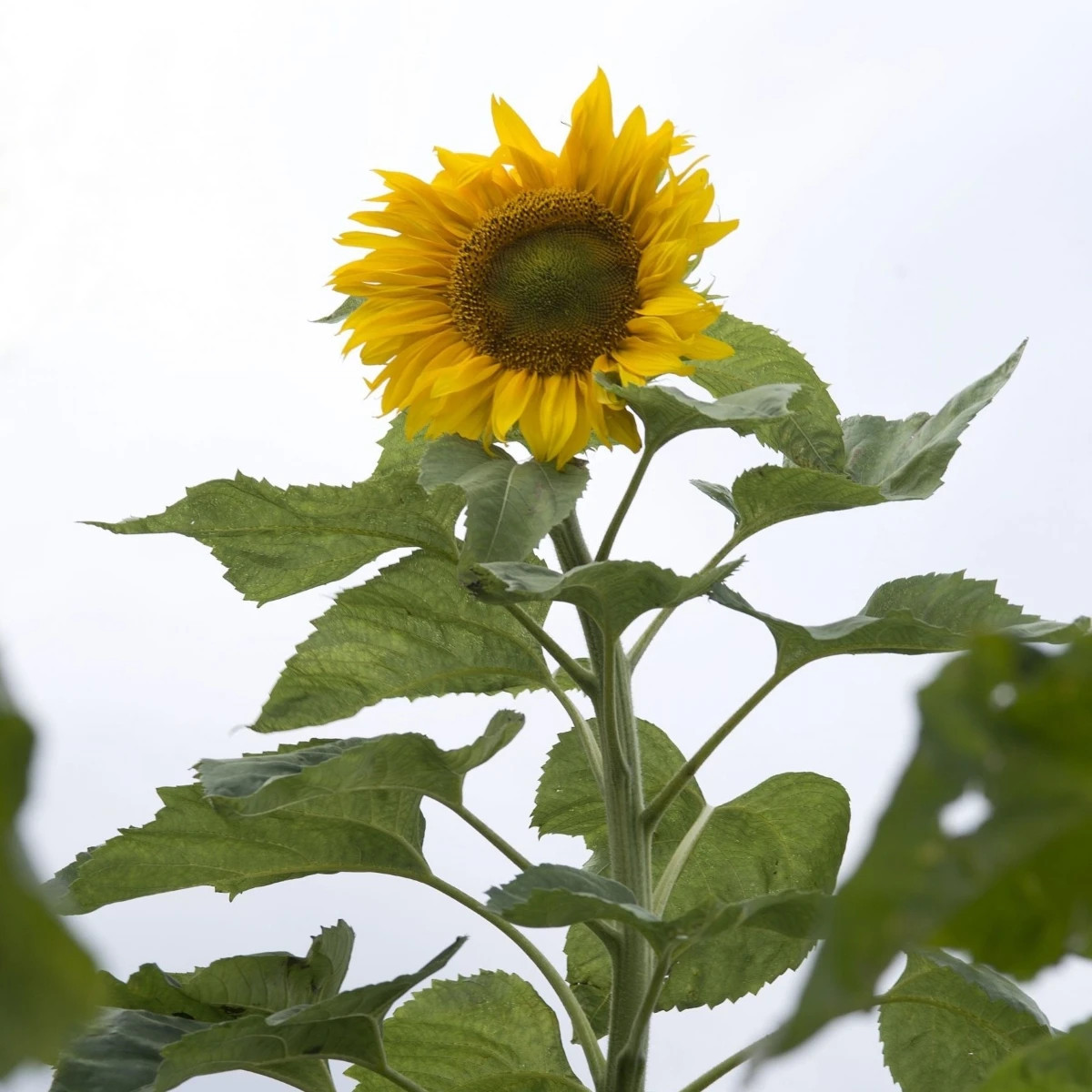 Slnečnica Mongolian Giant - Helianthus annuus - osivo slnečnice - 15 ks