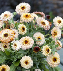 Nechtík lekársky Pygmy Buff - Calendula officinalis - osivo nechtíka - 30 ks