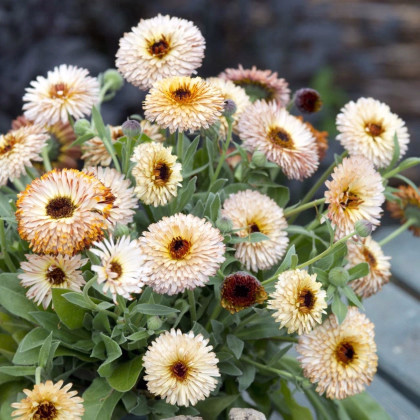 Nechtík lekársky Pygmy Buff - Calendula officinalis - osivo nechtíka - 30 ks