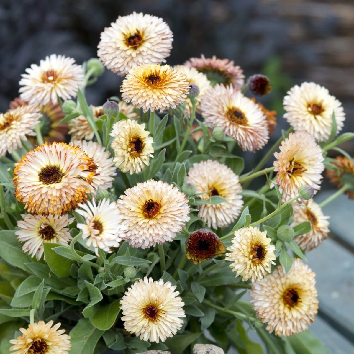 Nechtík lekársky Pygmy Buff - Calendula officinalis - osivo nechtíka - 30 ks