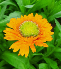 Nechtík lekársky Greenheart Orange - Calendula officinalis - osivo nechtíka - 30 ks