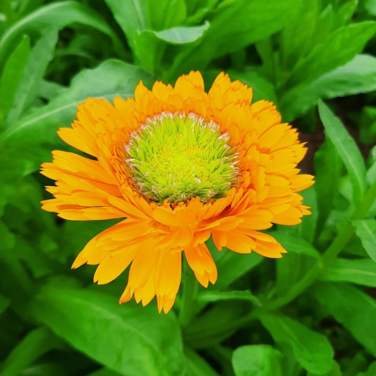 Nechtík lekársky Greenheart Orange - Calendula officinalis - osivo nechtíka - 30 ks