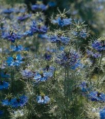 Černuška damaská Miss Jekyll Dark Blue - Nigella damascena - osivo černušky - 200 ks