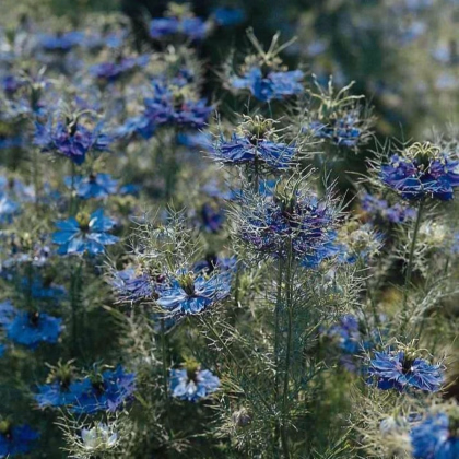 Černuška damaská Miss Jekyll Dark Blue - Nigella damascena - osivo černušky - 200 ks