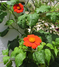Titónia okrúhlolistá Fiesta Del Sol - Tithonia rotundifolia - osivo titónie - 60 ks