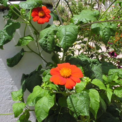 Titónia okrúhlolistá Fiesta Del Sol - Tithonia rotundifolia - osivo titónie - 60 ks