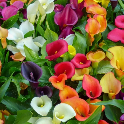 Zmes kál - Zantedeschia mix - hľuzy kaly - 5 ks