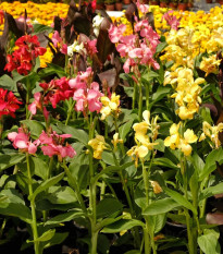 Zmes kán - Canna mix - hľuzy kany - 5 ks