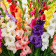 Zmes gladiol - Gladiolus mix - hľuzy mečíka - 15 ks