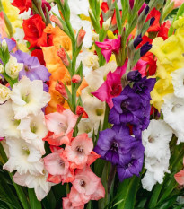 Zmes gladiol - Gladiolus mix - hľuzy mečíka - 15 ks