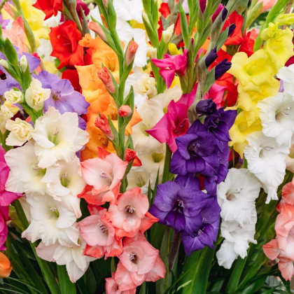 Zmes gladiol - Gladiolus mix - hľuzy mečíka - 15 ks