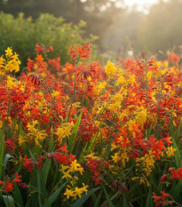 Zmes montbrécií - Crocosmia mix - hľuzy montbrécie - 20 ks