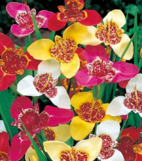 Zmes tigrídií - Tigridia mix - hľuzy tigrídie - 9 ks