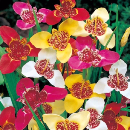 Zmes tigrídií - Tigridia mix - hľuzy tigrídie - 9 ks