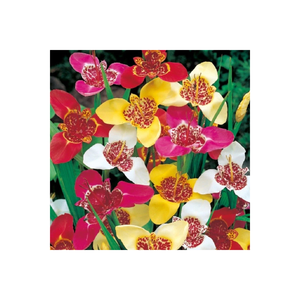 Zmes tigrídií - Tigridia mix - hľuzy tigrídie - 9 ks