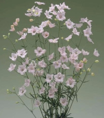 Stračonôžka Jennys Pearl F1 Pink - Delphinium grandiflorum - osivo stračonôžky - 10 ks