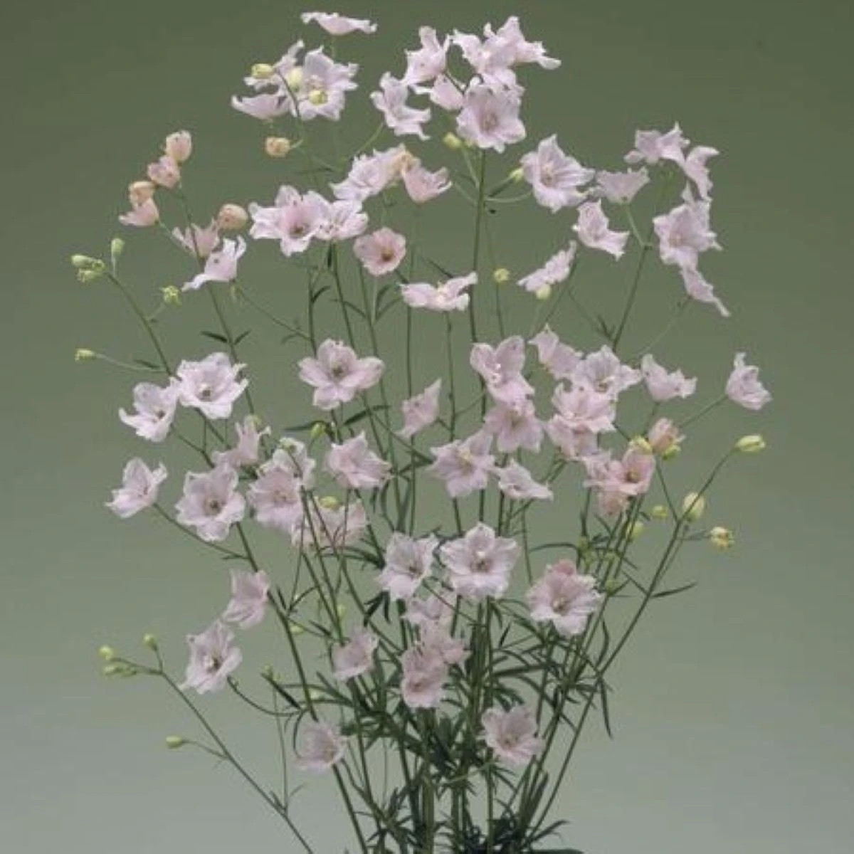 Stračonôžka Jennys Pearl F1 Pink - Delphinium grandiflorum - osivo stračonôžky - 10 ks