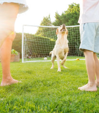 Trávnik záťažový Premium Profi Line - osivo Kiepenkerl - zmes - 1 kg
