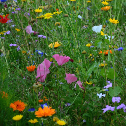 Nízka prírodná lúka Premium Profi Line - Kiepenkerl - 400 g