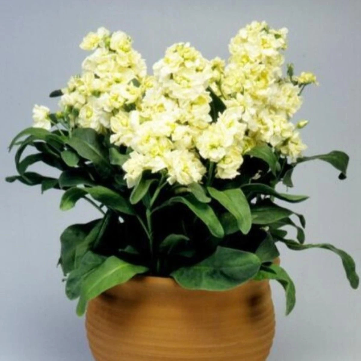 Fiala Cinderella Yellow - Matthiola incana - osivo fialy - 40 ks
