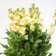 Fiala Cinderella Yellow - Matthiola incana - osivo fialy - 40 ks