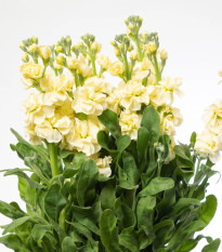 Fiala Cinderella Yellow - Matthiola incana - osivo fialy - 40 ks