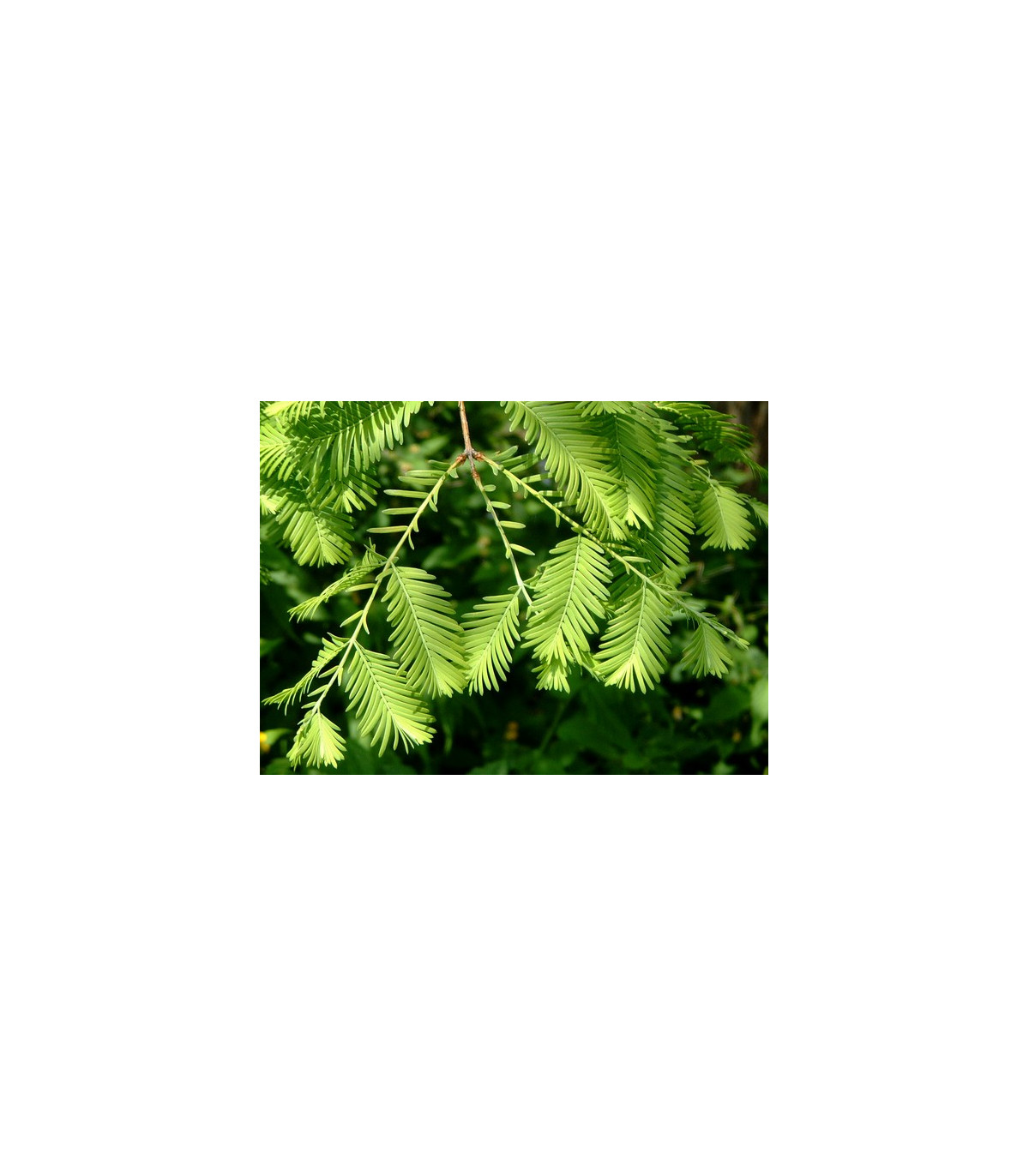 Metasekvoj čínska - Metasequoia glyptostroboides - semená - 10 ks