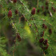 Smrekovec sibírsky - Larix sibirica - semiačka - 10 ks