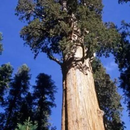 Sekvojovec obrovský - Sequioia giganteum - semiačka - 3 ks