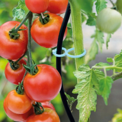 Klipsy na paradajky - SOGO - pestovateľské pomôcky - 15 ks