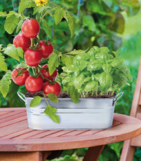 Buzzy - Okenná záhradka Caprese šalát - Pieterpik - 1 ks