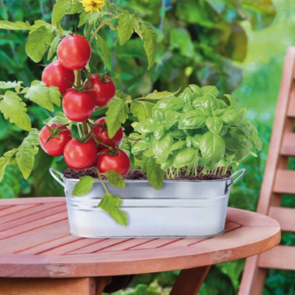 Buzzy - Okenná záhradka Caprese šalát - Pieterpik - 1 ks