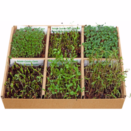 Buzzy - Štartovacia sada jedlé kvety - Pieterpik - 1 ks