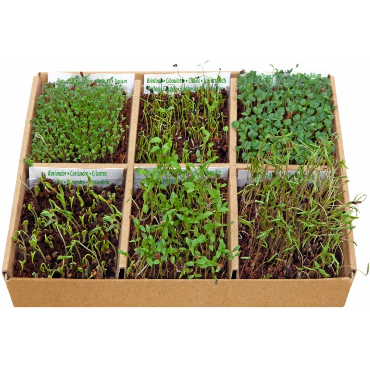 Buzzy - Štartovacia sada jedlé kvety - Pieterpik - 1 ks