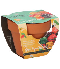 Buzzy Grow Gifts - Minisada na pestovanie chilli papriky - Pieterpik - 1 ks