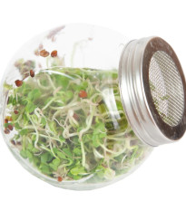 Buzzy - Bio klíčiaci pohár Daikon - Pieterpik - 1 ks