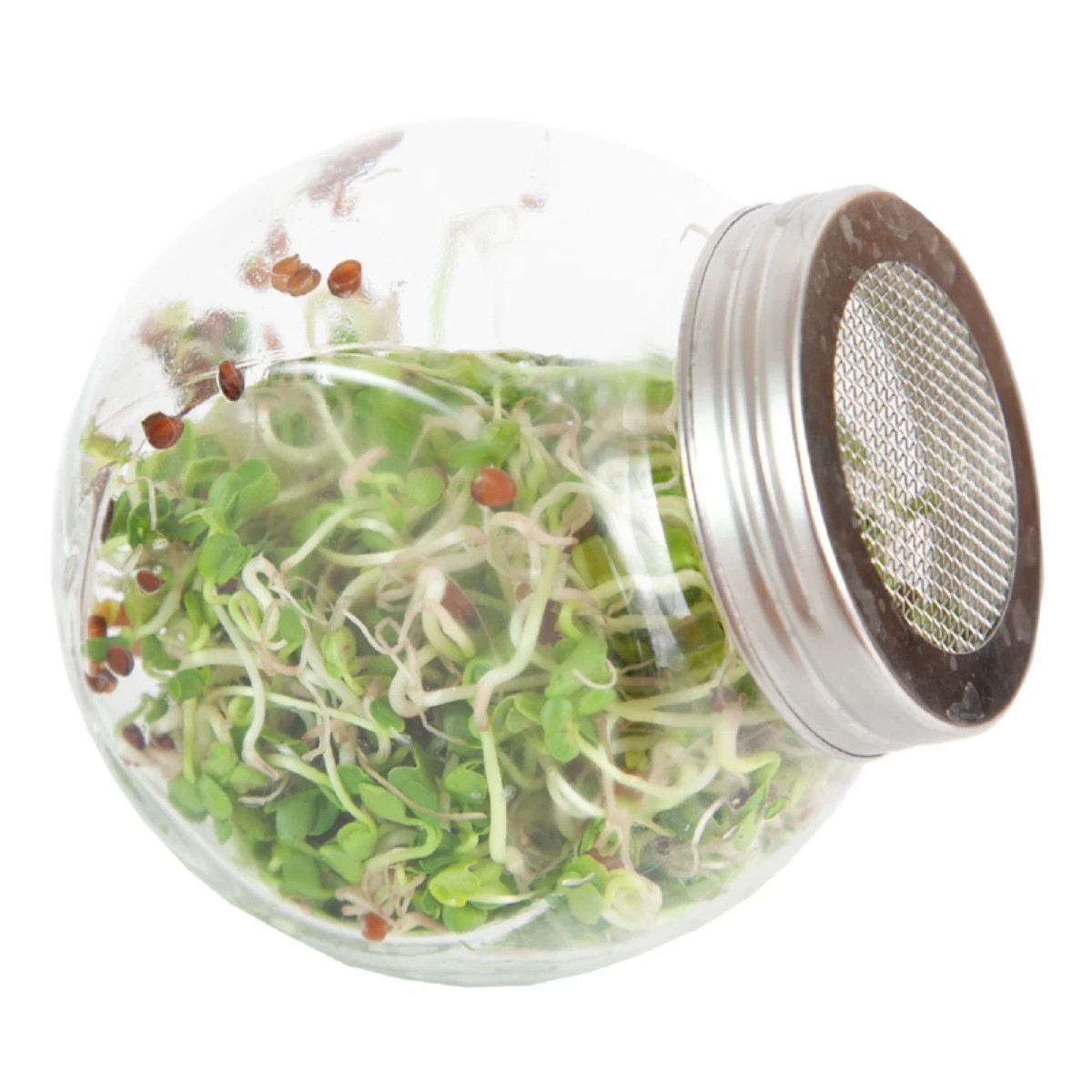 Buzzy - Bio klíčiaci pohár Daikon - Pieterpik - 1 ks