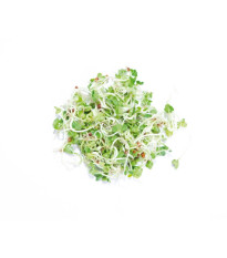 Buzzy - Bio klíčiaci pohár Daikon - Pieterpik - 1 ks