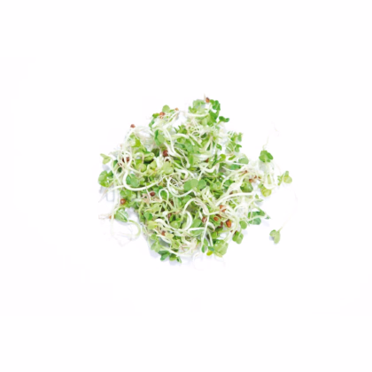 Buzzy - Bio klíčiaci pohár Daikon - Pieterpik - 1 ks