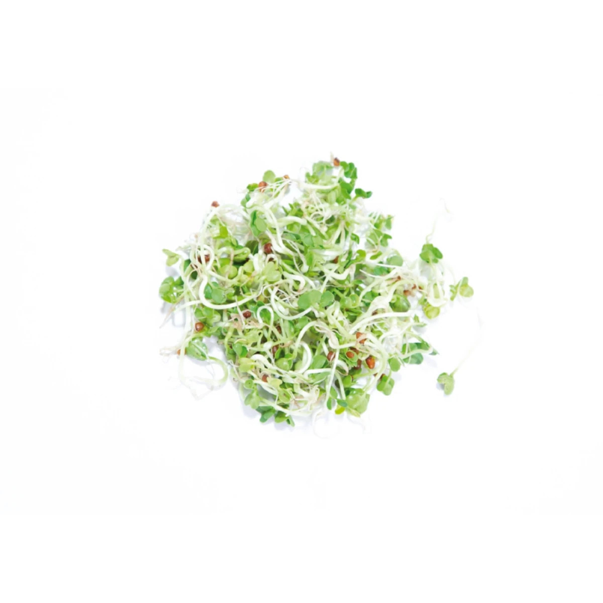 Buzzy - Bio klíčiaci pohár Daikon - Pieterpik - 1 ks