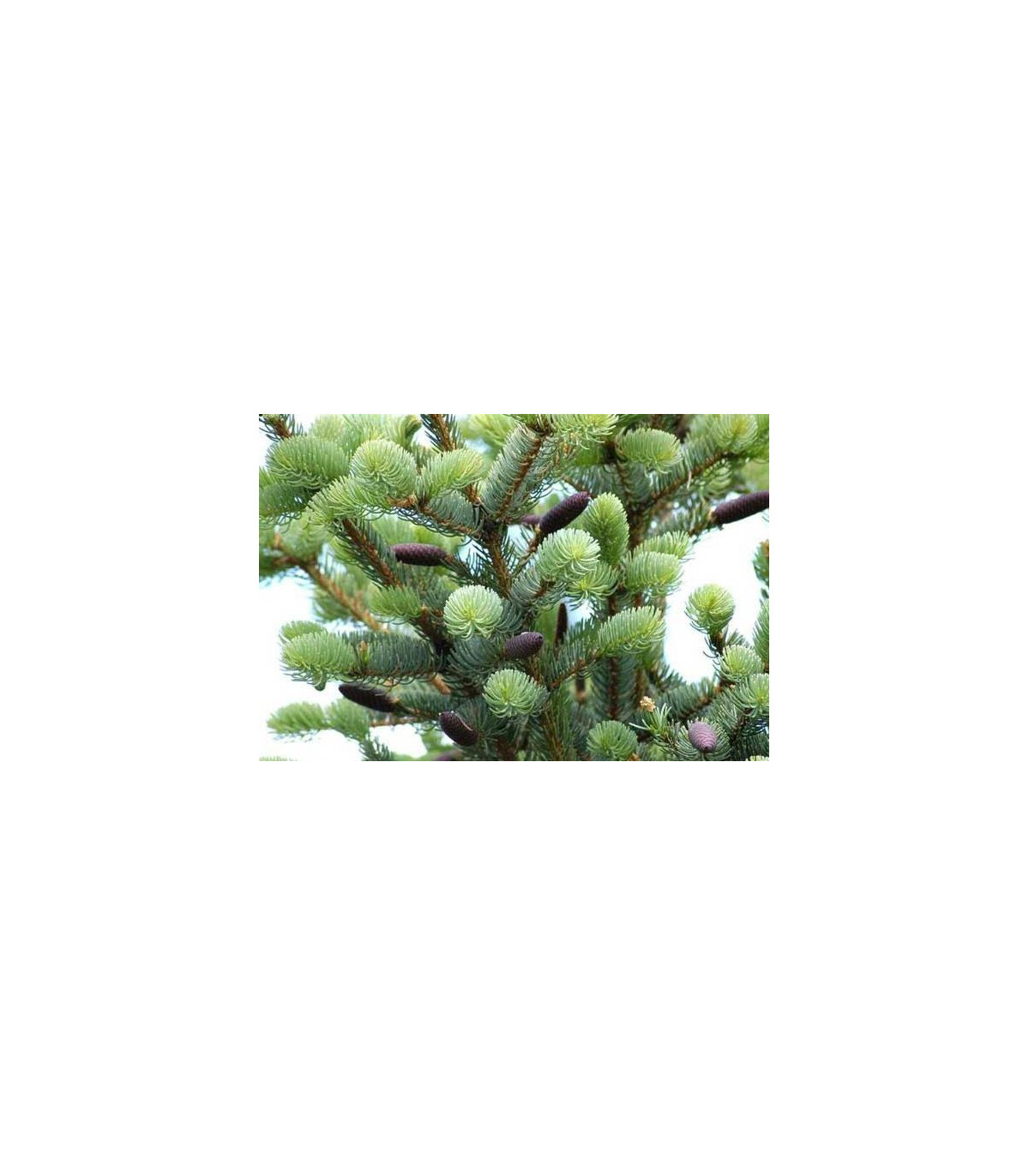 Smrek štetinatý - Picea aspera - semená - 8 ks