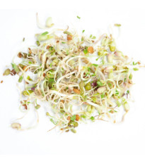 Buzzy - Bio klíčiace poháre Šalátový mix - Pieterpik - 1 ks