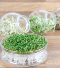 Buzzy - Bio klíčiace poháre Pikantný mix - Pieterpik - 1 ks