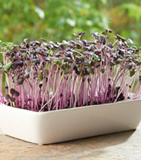 Buzzy - Súprava na pestovanie reďkovky Daikon Red - Pieterpik - 1 ks